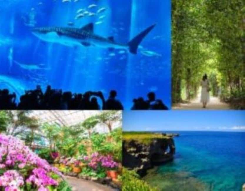 <1Dya Tour>Churaumi Aquarium, Cape Manzamo, American Village - Quick takeaways from the 11-hour route
