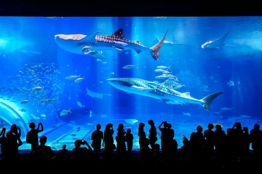 <1Dya Tour>Churaumi Aquarium, Cape Manzamo, American Village - Who should book this Okinawa day tour?