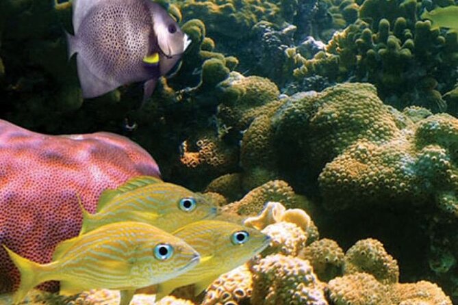 2-Hour Mauna Kea One Stop Sealife Snorkel Adventure - The Mauna Kea Summit listing needs a closer look