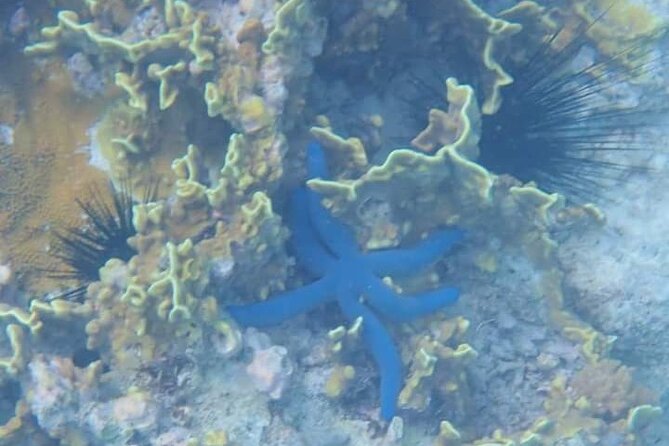 5-Hour Snorkeling, Swimming with Dolphins and Sea Turtles Aquarium - The dolphin search: exciting, but not peaceful