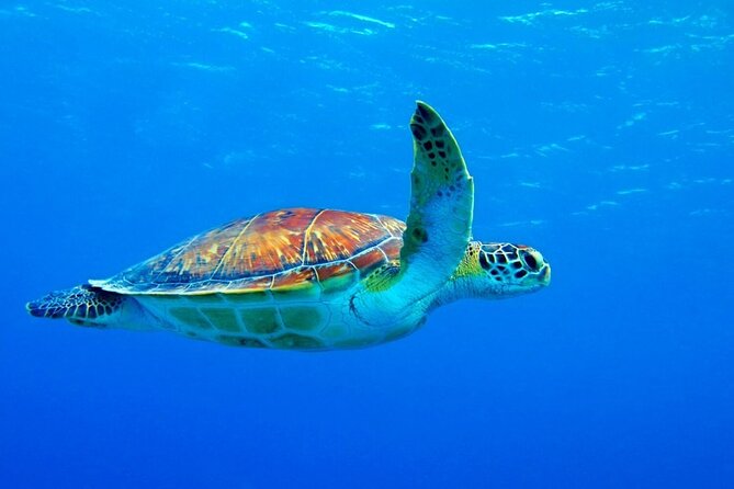 5-Hour Snorkeling, Swimming with Dolphins and Sea Turtles Aquarium - Weather, safety, and comfort