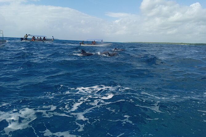 5-Hour Snorkeling, Swimming with Dolphins and Sea Turtles Aquarium - Snorkeling at Mnemba Atoll Marine Reserve