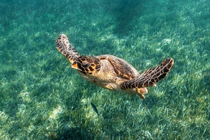 5-in-1 Cancun Snorkeling Tour with Sea Life & Transport Included - Five water stops in about two and a half hours