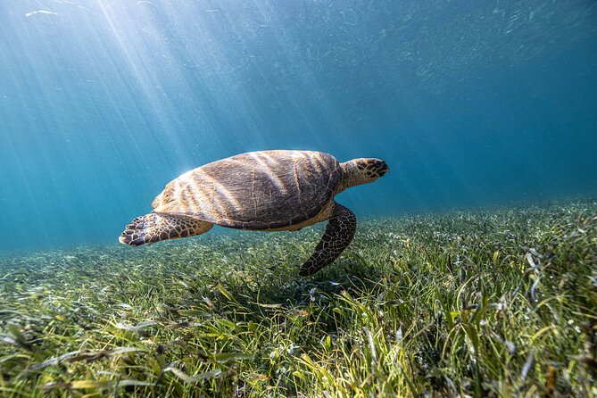 5-in-1 Cancun Snorkeling Tour with Sea Life & Transport Included - Underwater art at Blessings and Vestiges