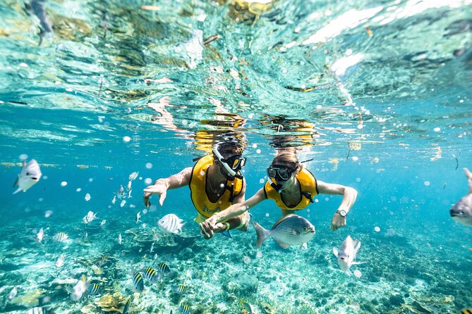 5-in-1 Cancun Snorkeling Tour with Sea Life & Transport Included - What the $79 price really covers