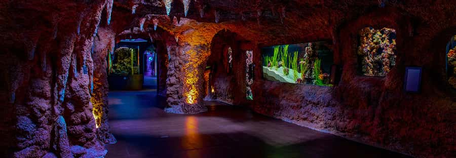 Abu Dhabi: National Aquarium Entrance Ticket - Sharks, rays, and the big glass tunnel