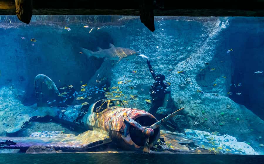 Abu Dhabi: National Aquarium Entrance Ticket - Tropical fish and coral that reward patience