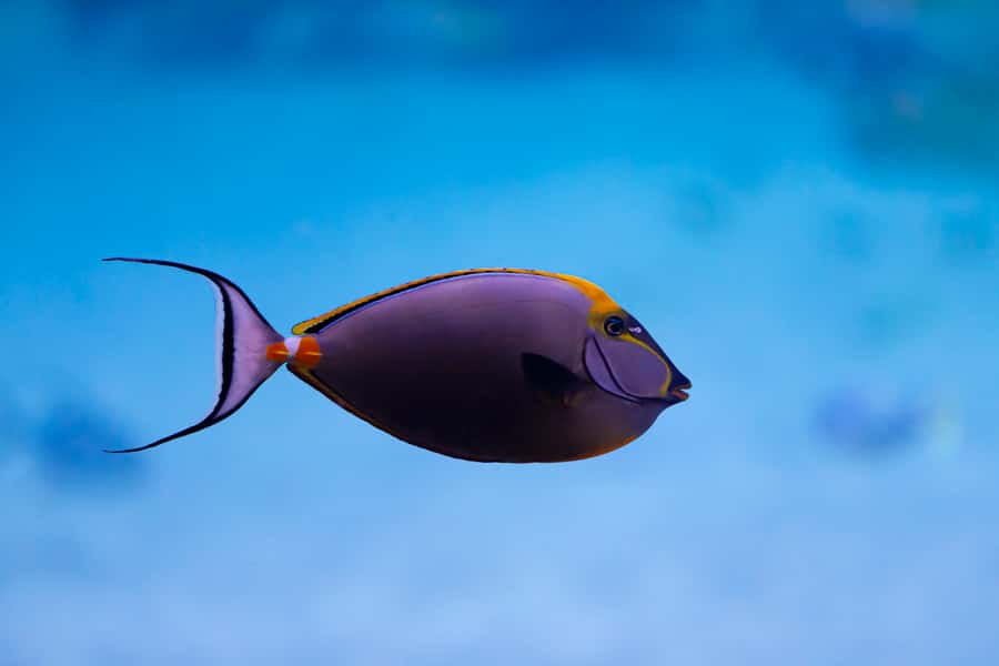 Abu Dhabi: National Aquarium Entrance Ticket - How long should you allow?