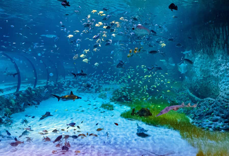Abu Dhabi: National Aquarium Entrance Ticket - A comfortable family outing in Abu Dhabi