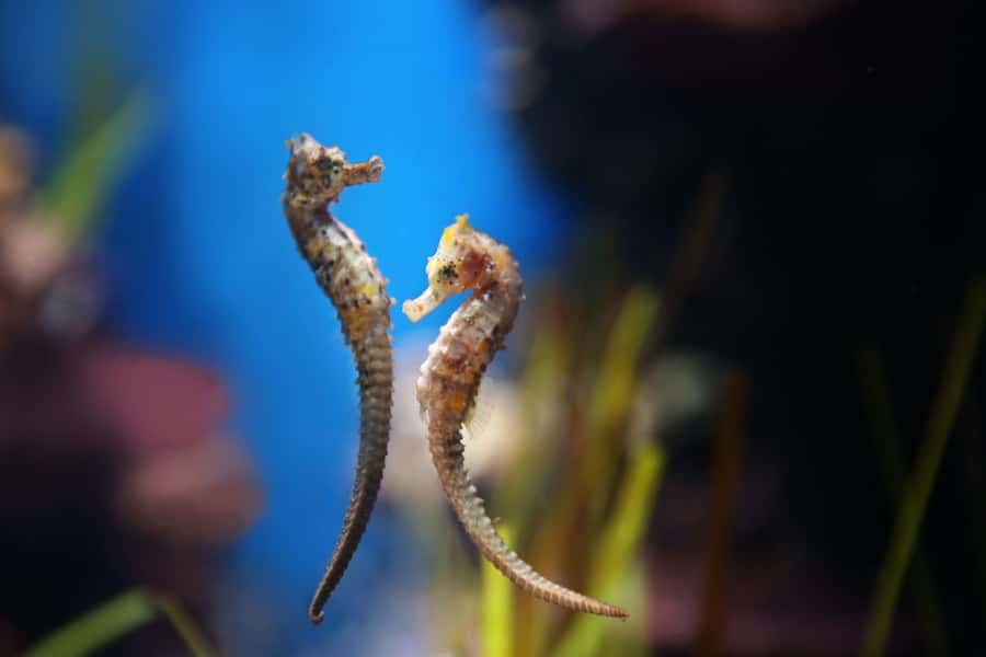 Abu Dhabi: National Aquarium Entrance Ticket - Guides, explanations, and the role of conservation