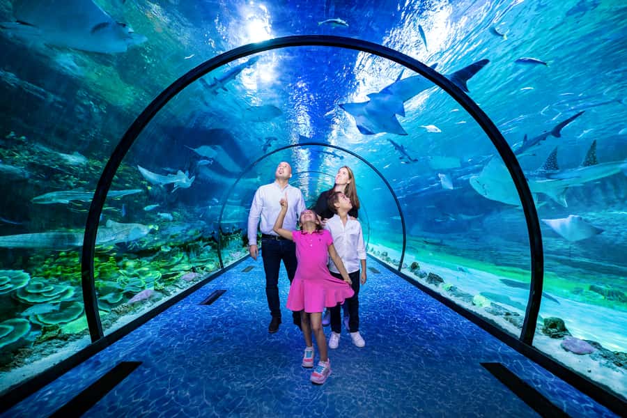 Visitors walking through a curved acrylic tunnel with fish overhead
