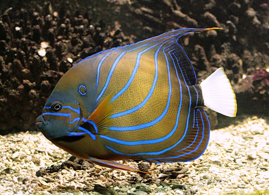 Algés: Vasco da Gama Aquarium Entry Ticket - Why this Algés aquarium is different from a standard aquarium