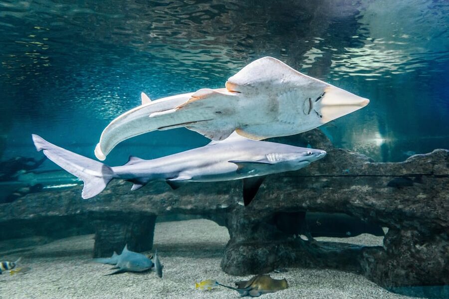 Almería: Aquarium Costa de Almería Entry Ticket - Key points before you go