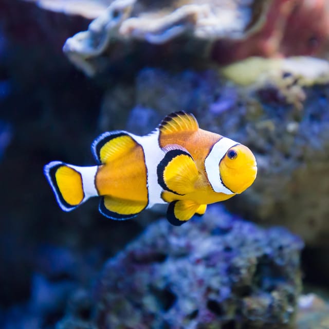 Almería: Aquarium Costa de Almería Entry Ticket - Who will enjoy this aquarium most?