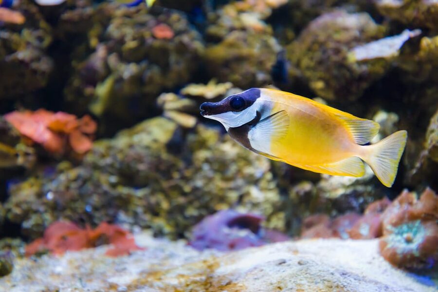 Almería: Aquarium Costa de Almería Entry Ticket - Coral reefs, jellyfish, and tropical water