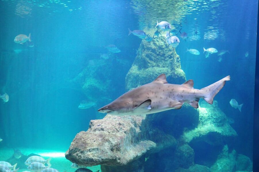 Almería: Aquarium Costa de Almería Entry Ticket - Sharks and the ocean-depth tanks