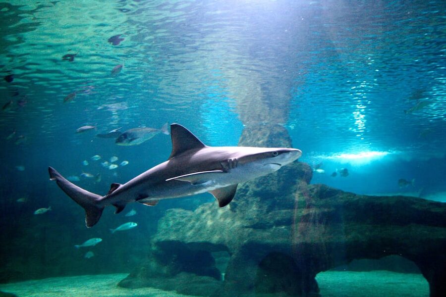 Almería: Aquarium Costa de Almería Entry Ticket - How long should you plan for?