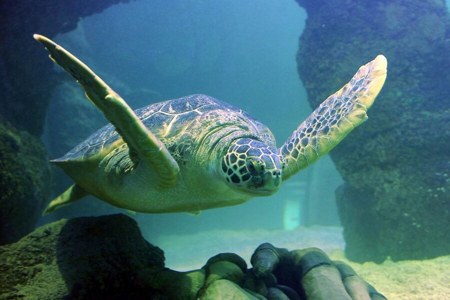 American Dream: SEA LIFE® Aquarium Entry Ticket - Finishing in the City Under the Sea tunnel