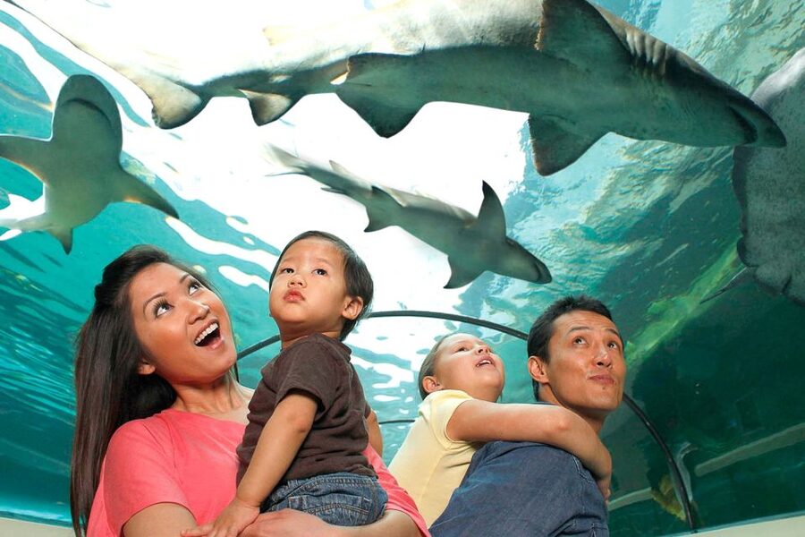 American Dream: SEA LIFE® Aquarium Entry Ticket - What the $33 ticket gets you at American Dream