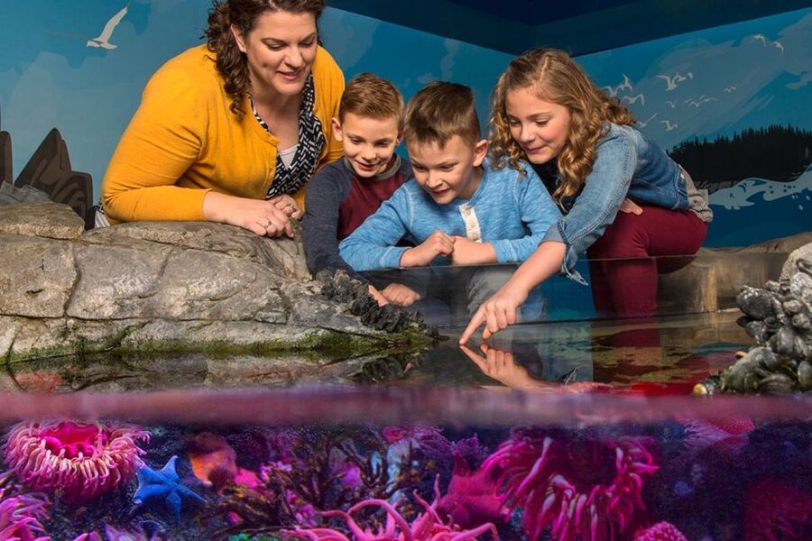American Dream: SEA LIFE® Aquarium Entry Ticket - Meeting the Athletes of the Shores at the touch pool