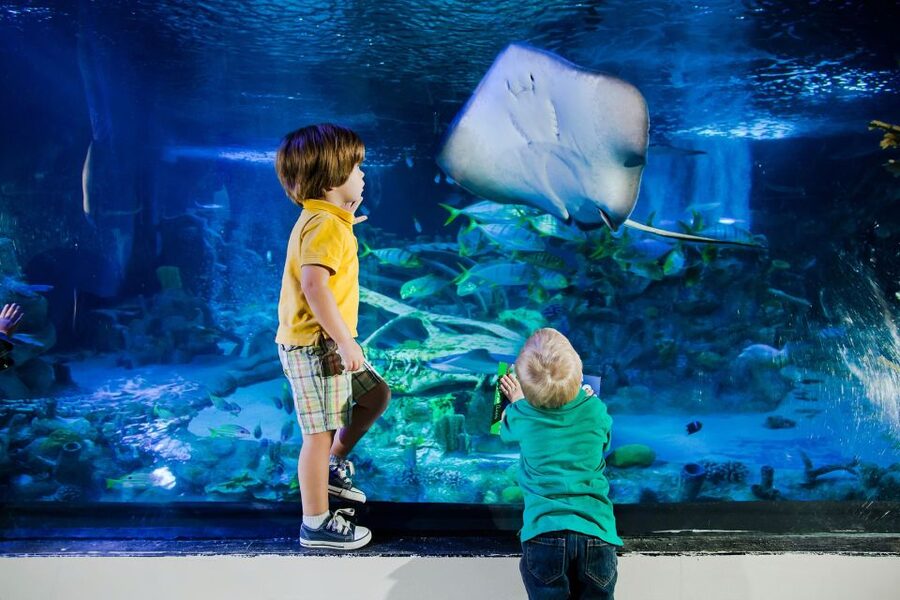 American Dream: SEA LIFE® Aquarium Entry Ticket - Seahorses as the Ballet Dancers of the Ocean