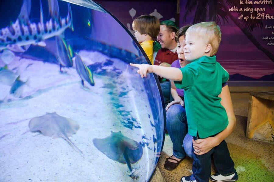 American Dream: SEA LIFE® Aquarium Entry Ticket - The Disco DJs of the Deep: jellyfish and changing movement