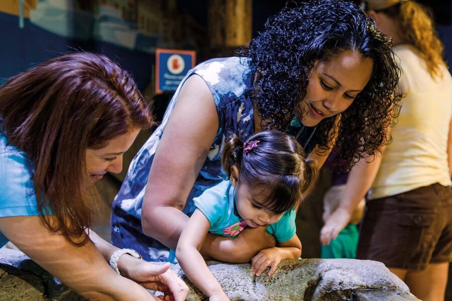 American Dream: SEA LIFE® Aquarium Entry Ticket - Rays, sharks, and tropical fish in the main displays