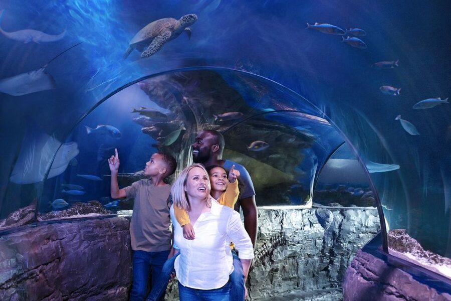 American Dream: SEA LIFE® Aquarium Entry Ticket - Yellow eels in New York rush hour