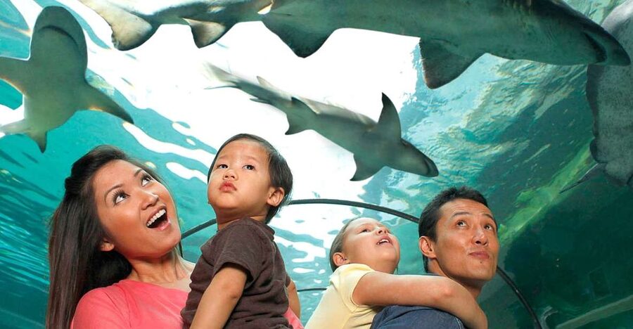 American Dream: SEA LIFE® Aquarium Entry Ticket - Finding the aquarium inside American Dream