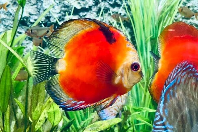 Angkor Wildlife & Aquarium Halfday tour - Why This Siem Reap Outing Is Different