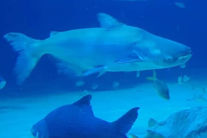Angkor Wildlife & Aquarium Halfday tour - What Your Four Hours Include