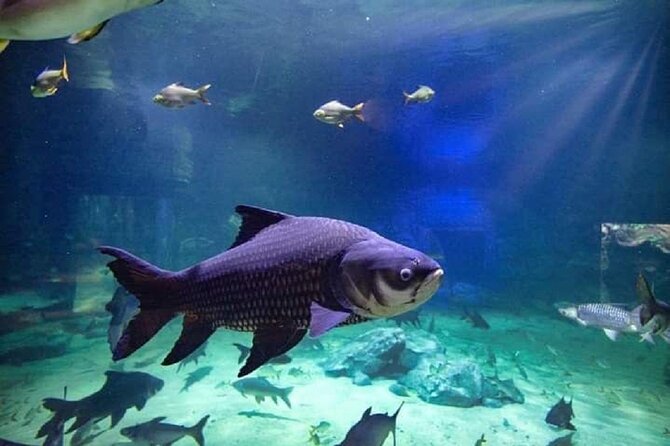 Angkor Wildlife & Aquarium Halfday tour - Why Private Transport Helps
