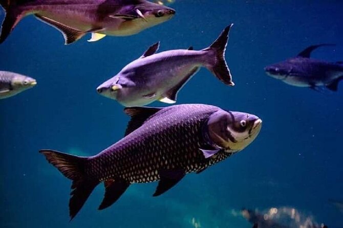 Angkor Wildlife & Aquarium Halfday tour - Should You Book the Angkor Wildlife & Aquarium Tour?