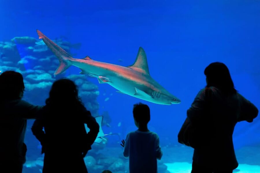 Antalya: Aquarium and Wax Museum Entry Ticket - Is the optional XD cinema worth adding?