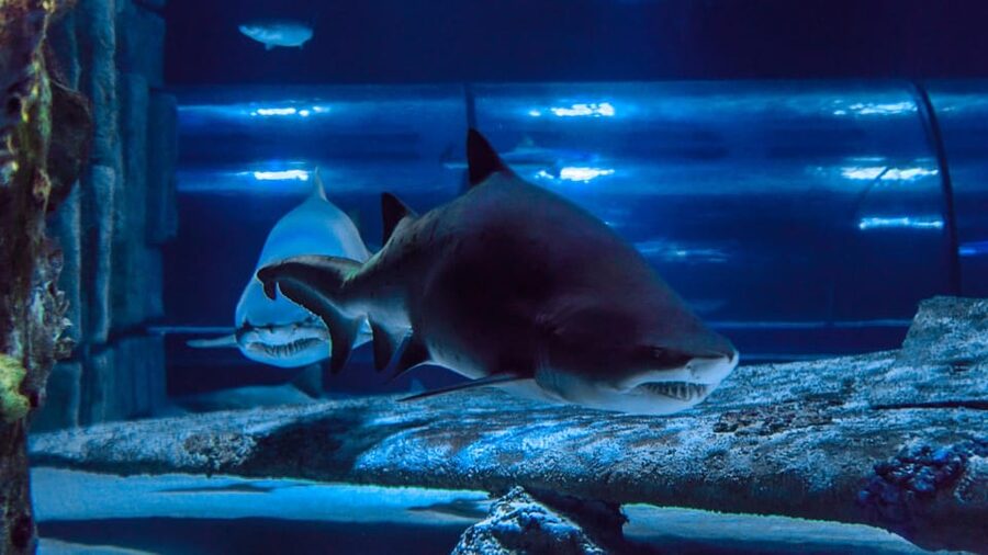 Antalya: Aquarium and Wax Museum Entry Ticket - How much time should you plan?