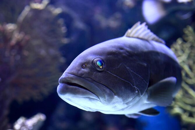 Antalya: Aquarium Ticket With Optional Transfer - Key points to know before booking
