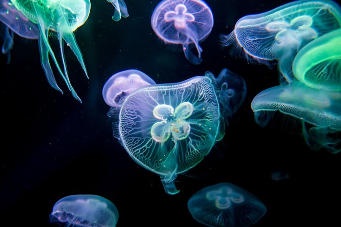 Antalya: Aquarium, Wax Museum & Combo Package Options - Timing, queues, and the practical details that matter