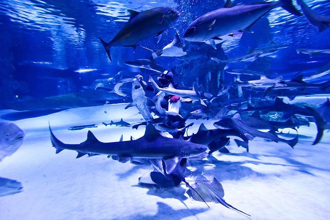 Antalya Tunnel Aquarium - Departure from Side - Who will get the most from this experience