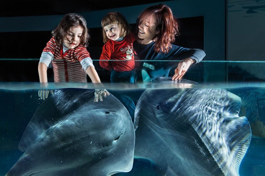 Aquarium of Cattolica Entry Ticket - Key things to know before you go