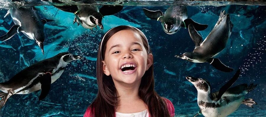 Aquarium of Cattolica Entry Ticket - Interactive details make the aquarium easier for children