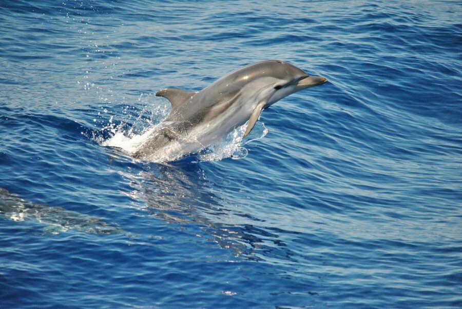 Aquarium of Genoa Ticket and Whale Watching Cruise - Key points to know before booking