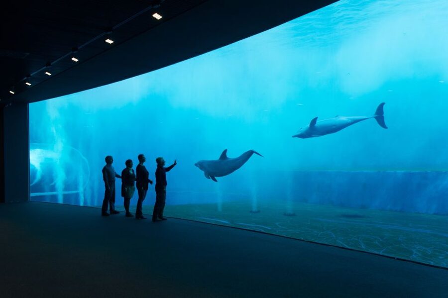 Aquarium of Genoa Ticket and Whale Watching Cruise - Genoa’s aquarium gives you a strong first look at sea life