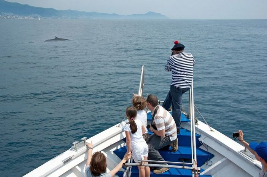 Aquarium of Genoa Ticket and Whale Watching Cruise - Searching for dolphins in the Pelagos Sanctuary