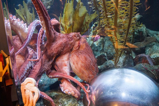 Aquarium of the Bay General Admission Ticket - A compact visit that works well for children