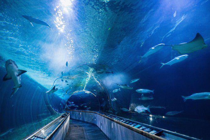 Aquarium of the Bay General Admission Ticket - Accessibility and practical comfort