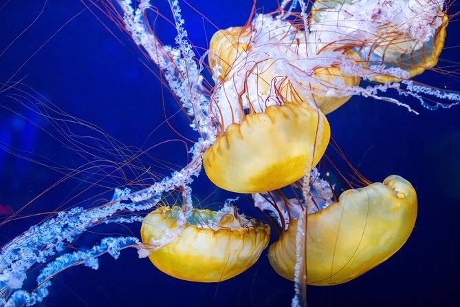 Aquarium of the Bay General Admission Ticket - Discover the Bay: local fish and life beneath the surface