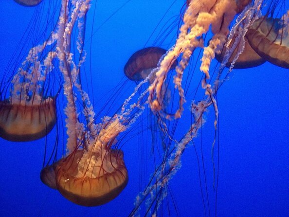 Aquarium of the Bay VIP Experience - Key things to know before booking
