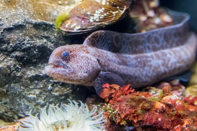 Aquarium of the Bay VIP Experience - What the $61.50 price really buys you
