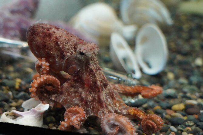 Aquarium of the Bay VIP Experience - Meeting guides such as Connor, Claire, and Mayra