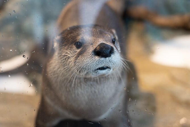 Aquarium of the Bay VIP Experience - Practical details for planning your morning